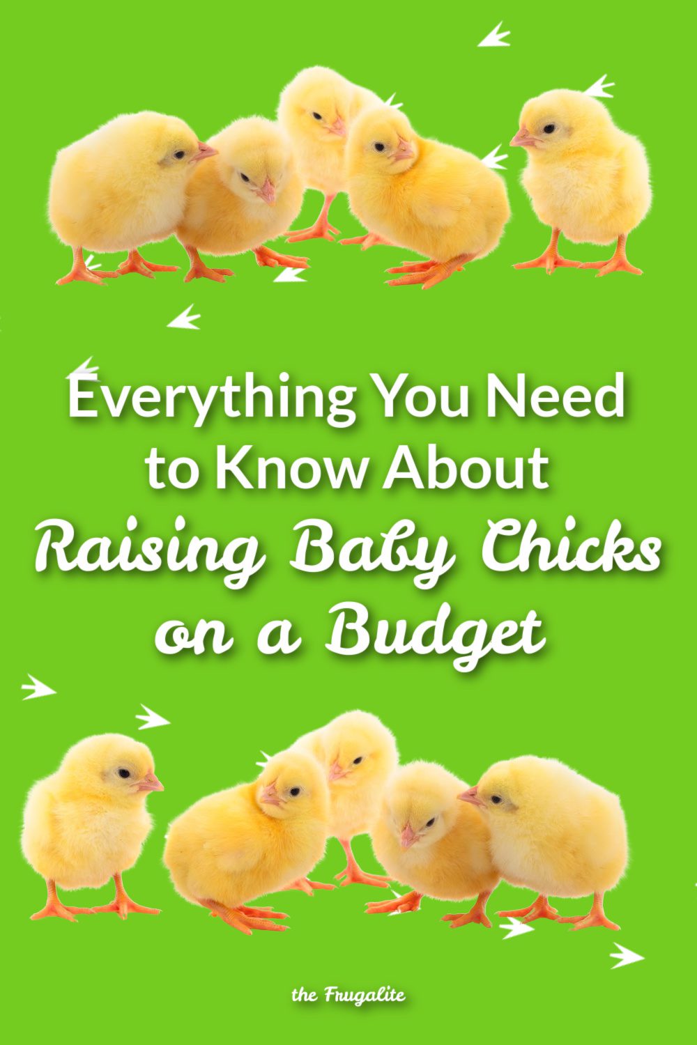 Everything You Need to Know About Raising Baby Chicks on a Budget