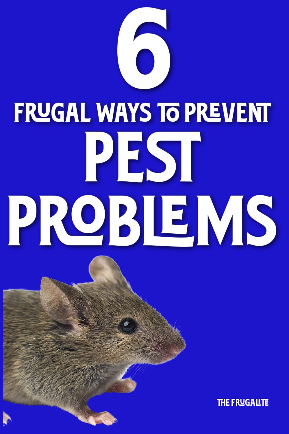 6 Frugal Ways to PREVENT Pest Problems