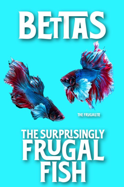 Bettas: The Surprisingly Frugal Fish