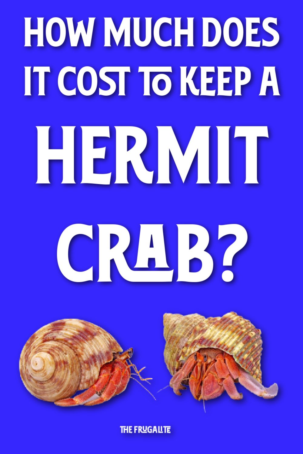 How Much Does It Cost to Keep a Hermit Crab?